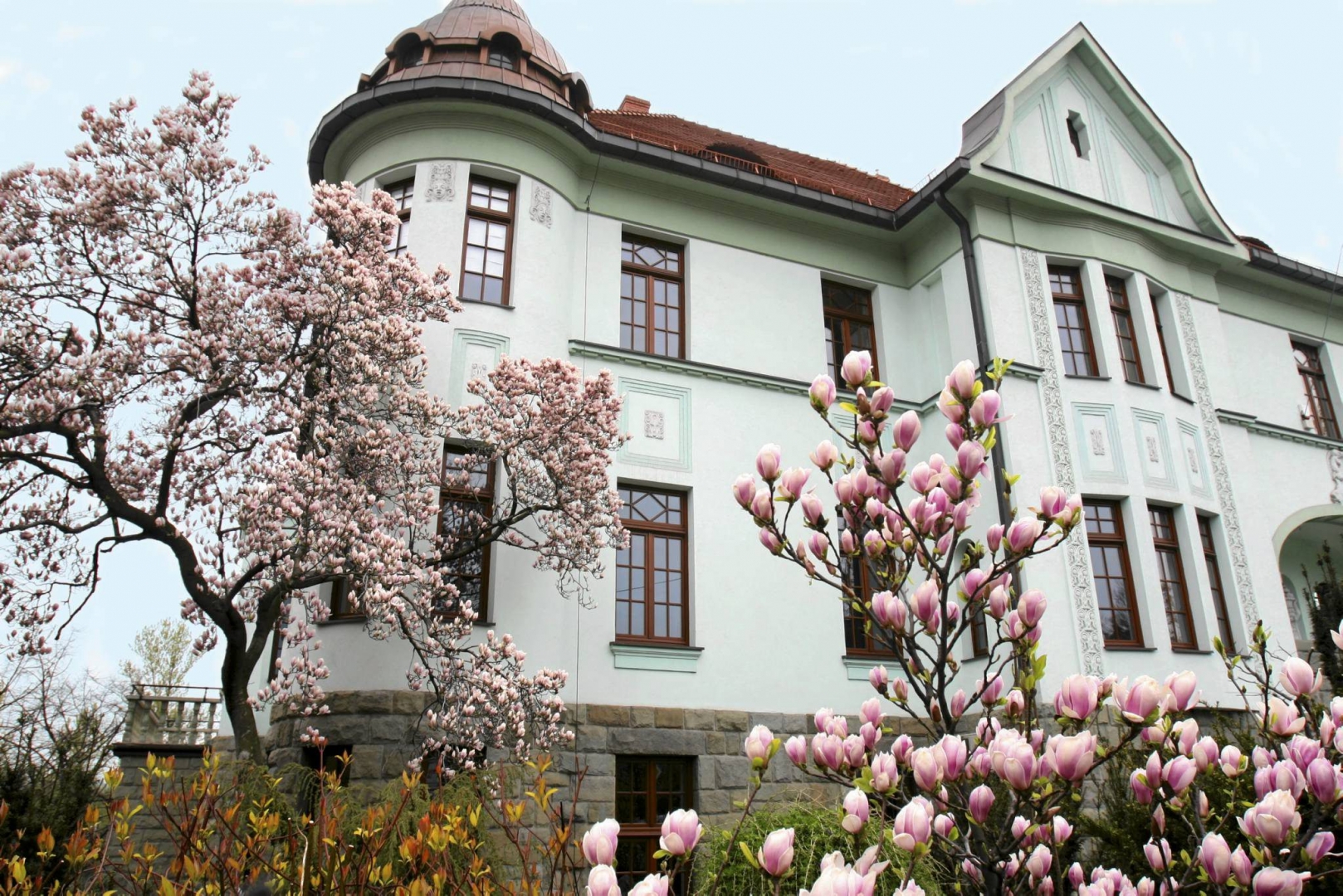 15858203-w-tym-ogrodzie-przy-ul-3-maja-10-imponujace-magnolie