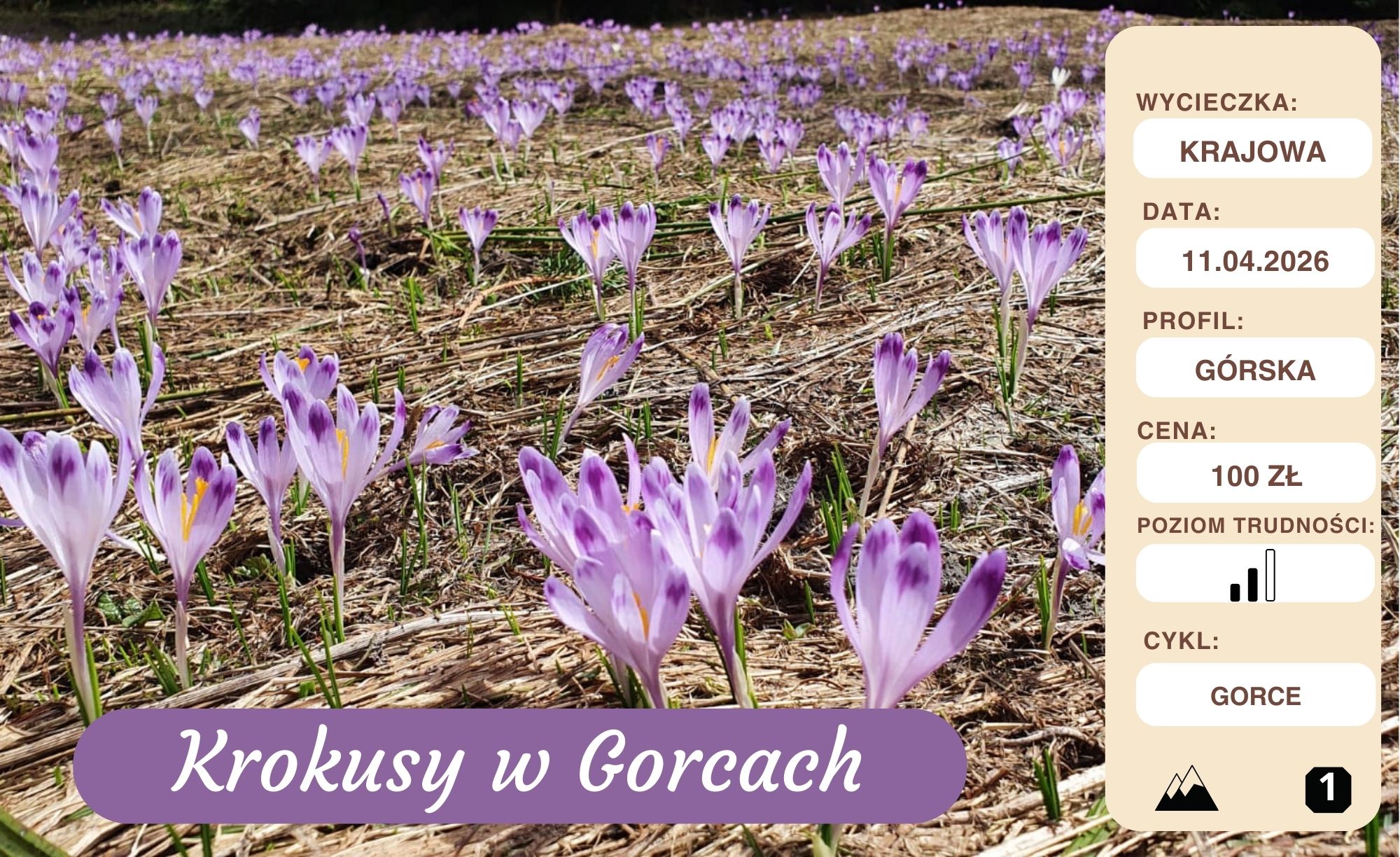 Krokusy w Gorcach