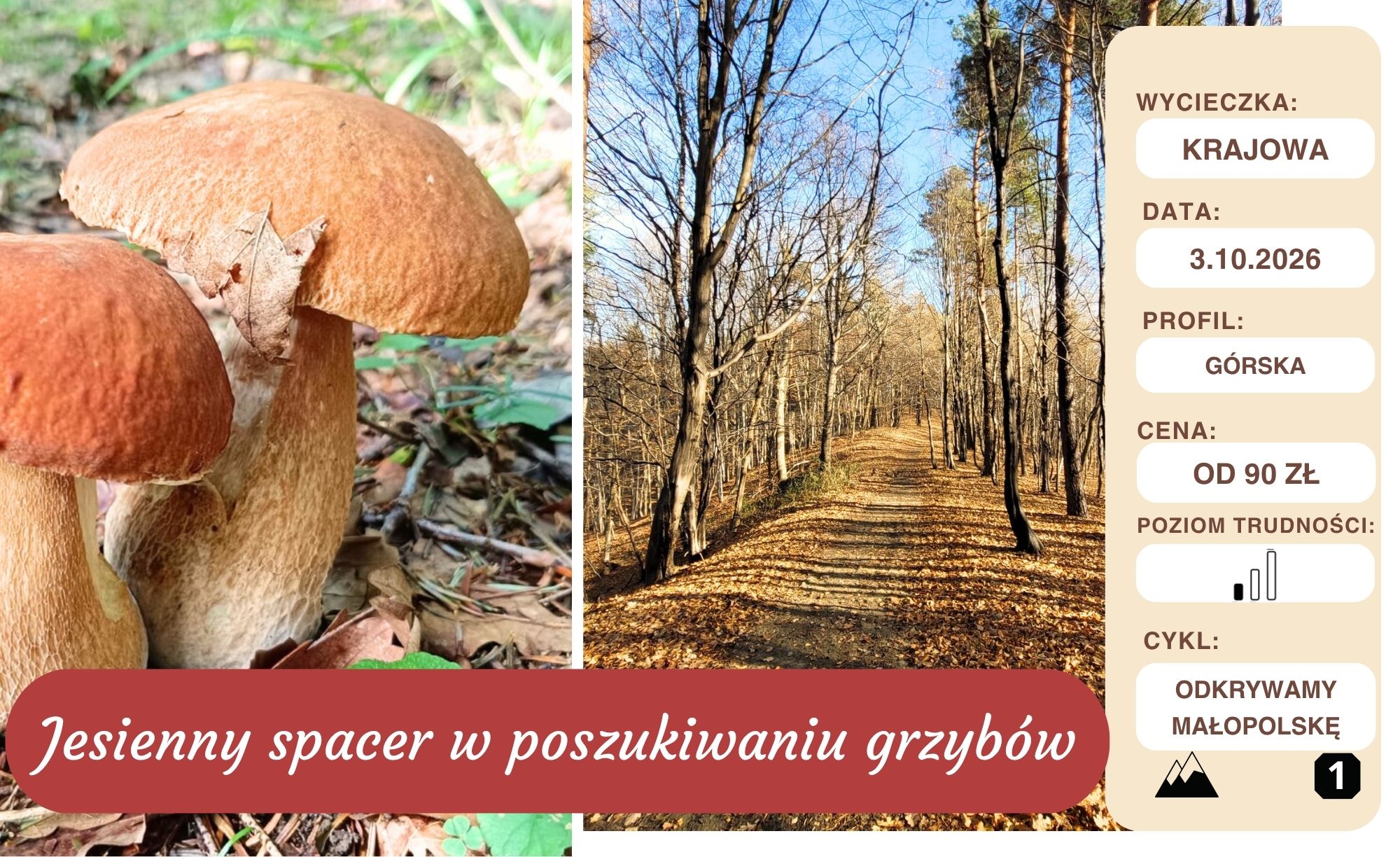 W poszukiwaniu grzybów